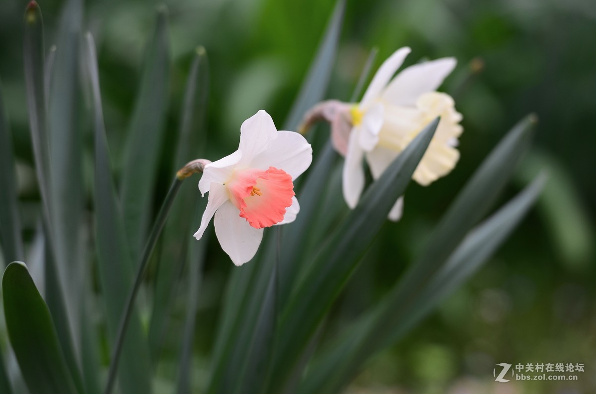 花卉世界137-迷人的小花