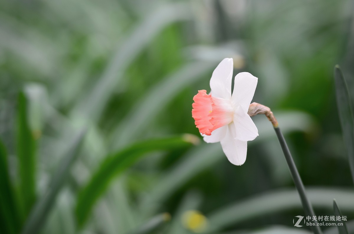 花卉世界137-迷人的小花