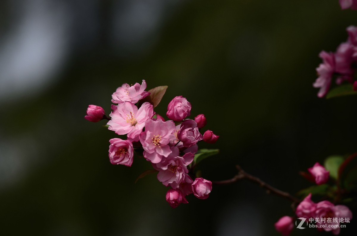 花卉世界137-迷人的小花