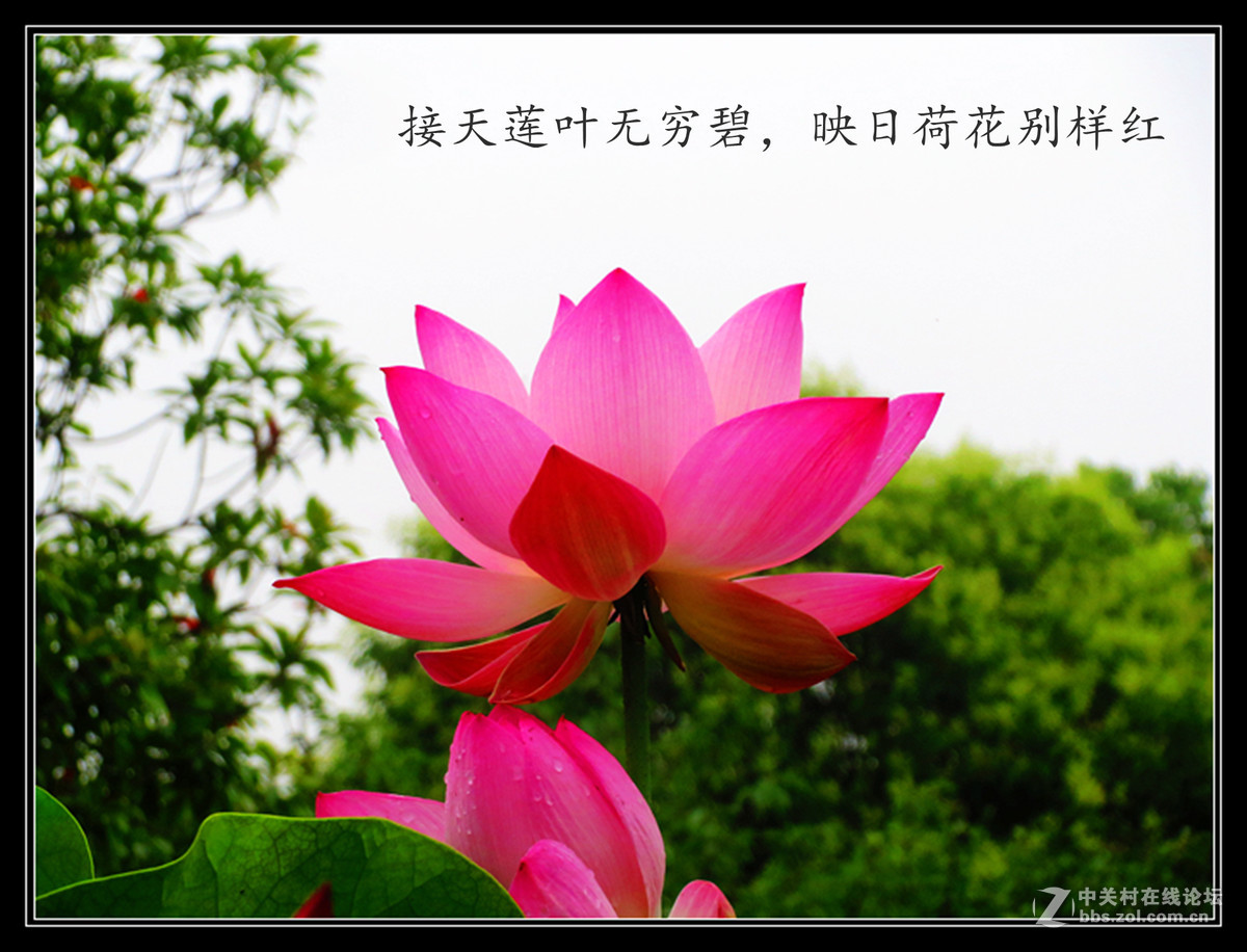 一花一世界-中关村在线摄影论坛
