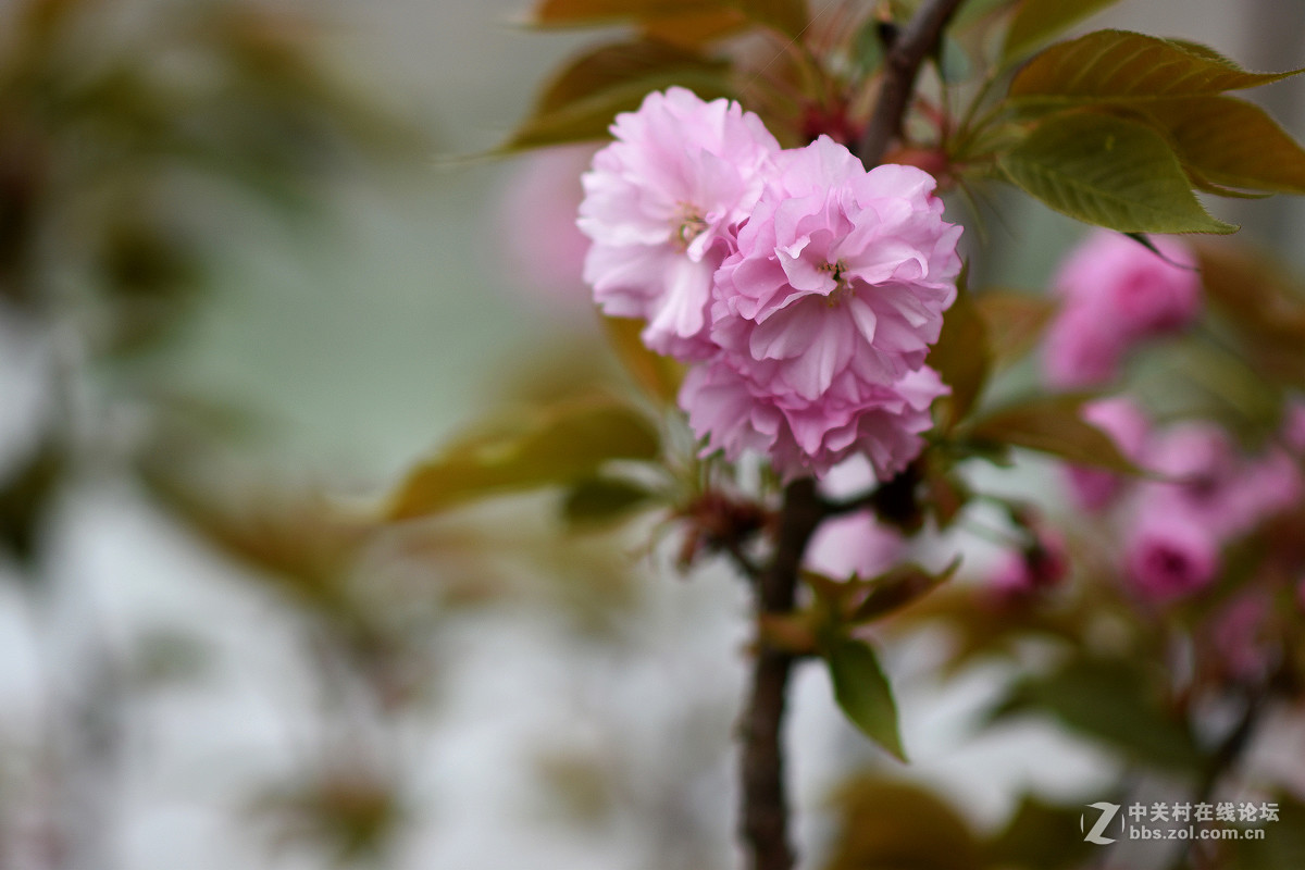 试用85-1.8