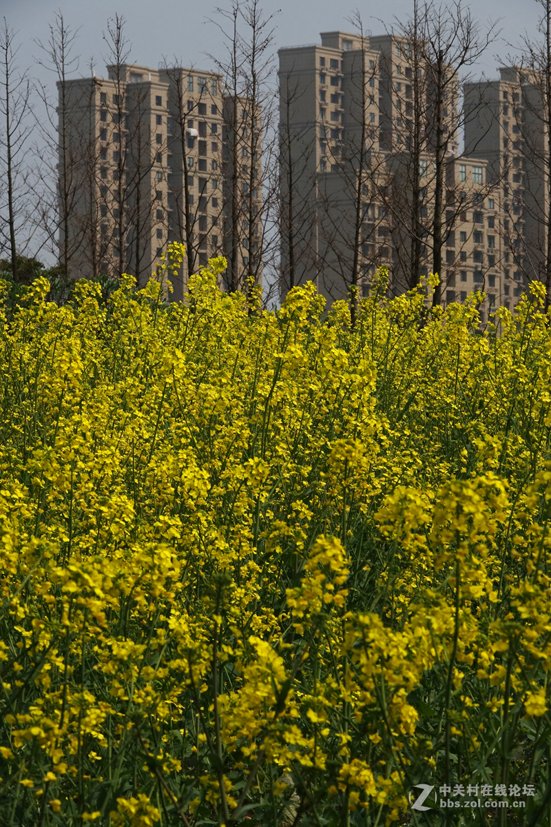 上海美蘭湖周邊拍油菜花