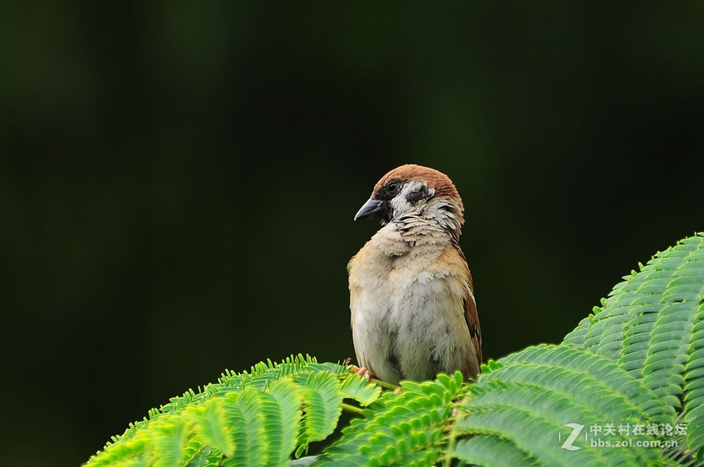 伏天里的小麻雀