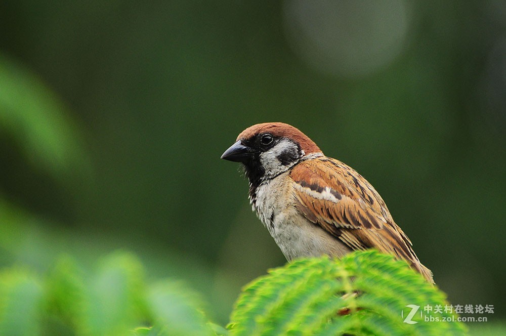 伏天里的小麻雀