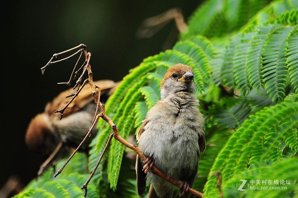 伏天里的小麻雀