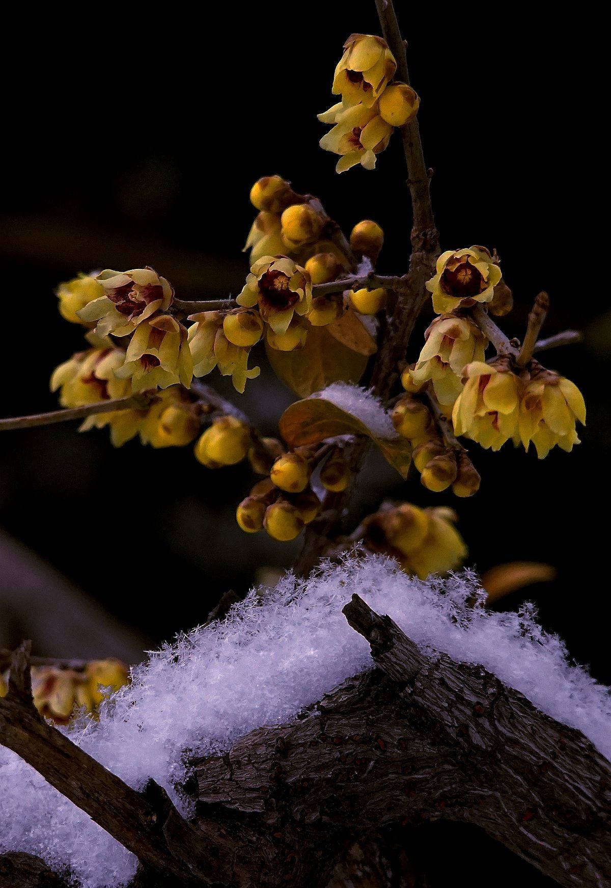 腊梅希迎瑞雪