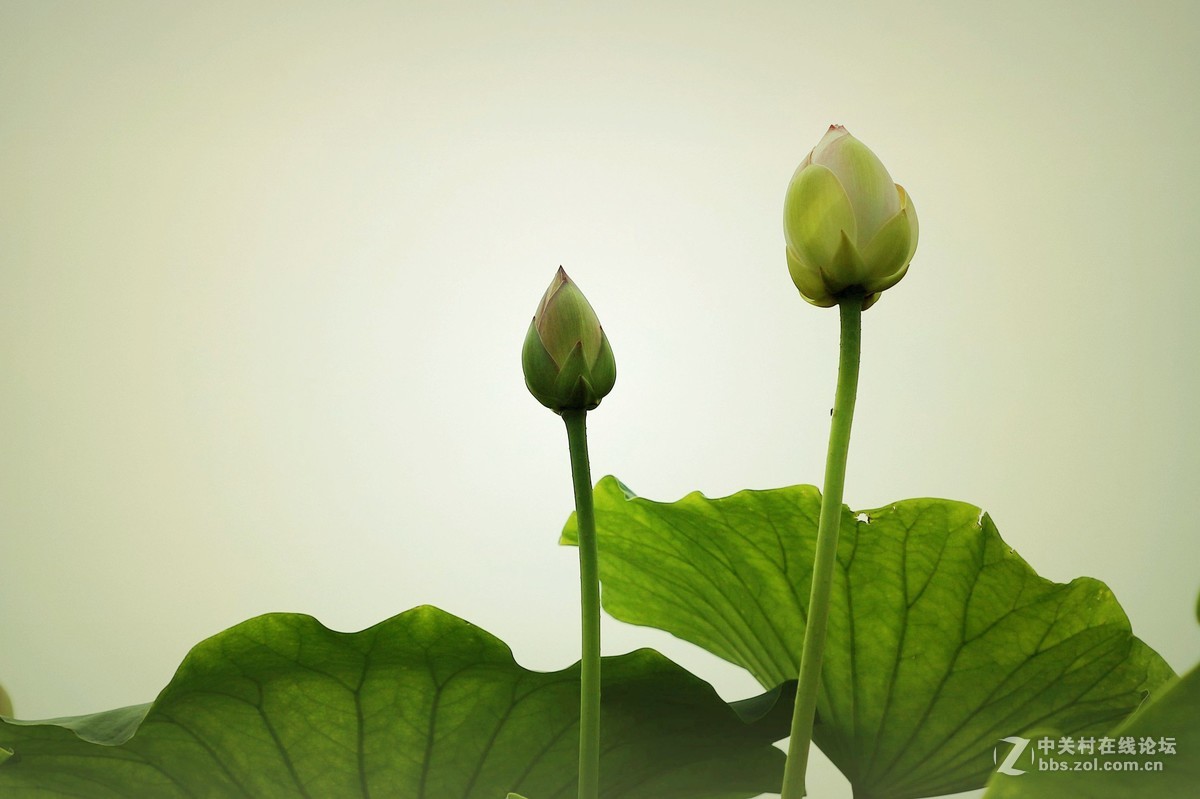 高雅圣洁的莲花