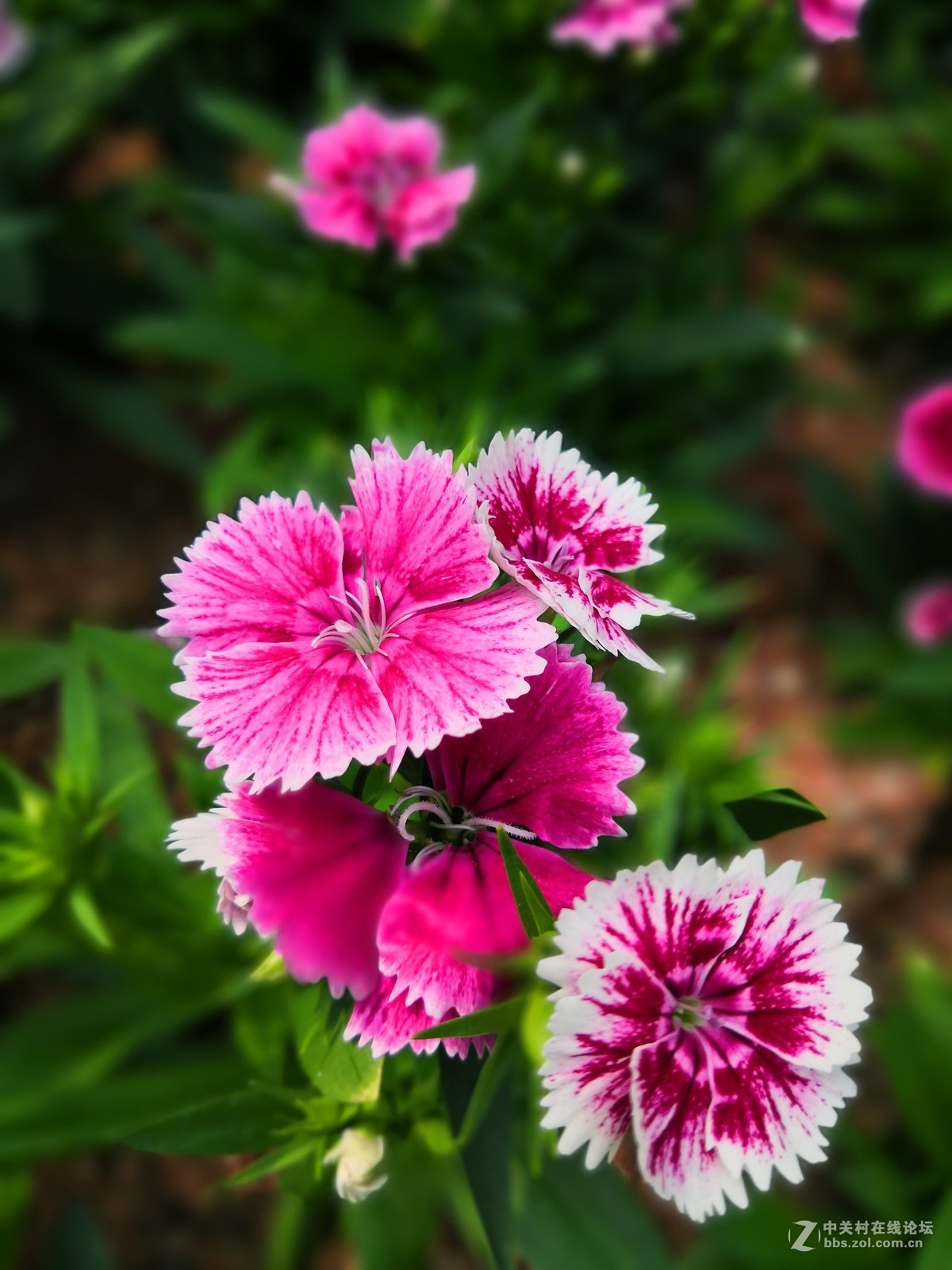 石竹花-中关村在线摄影论坛