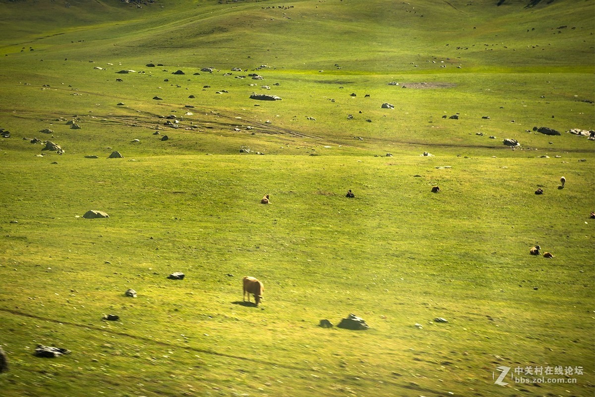 车拍阿吾斯奇草原牧场