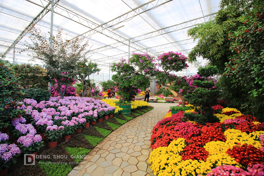 2015京东燕郊植物园金秋花卉展