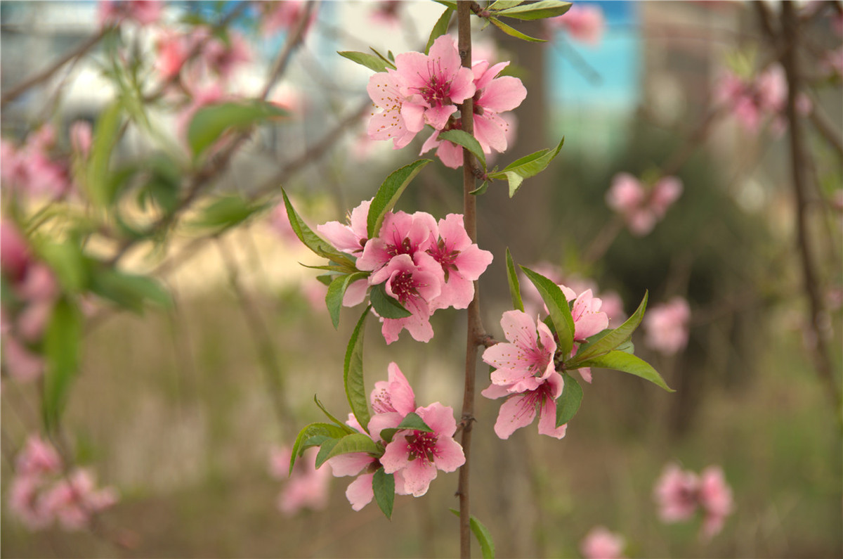 【行行摄摄】街头晨拍