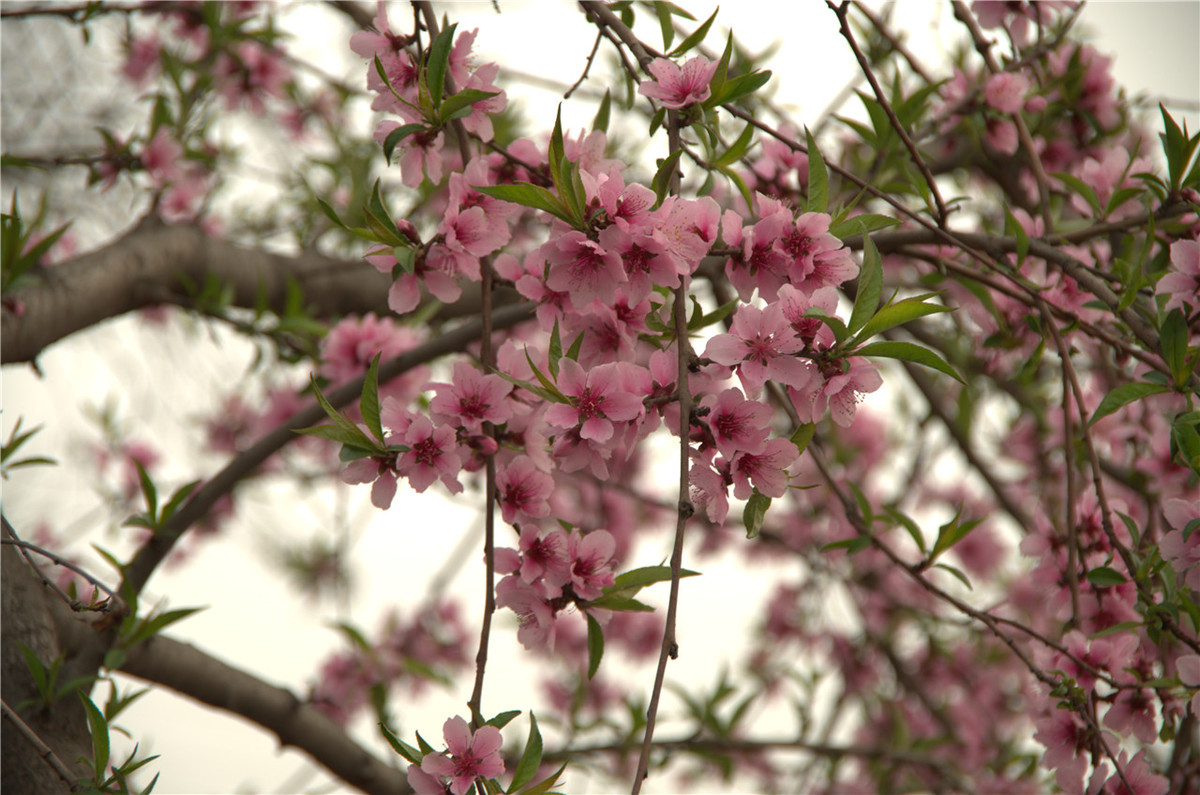 【行行摄摄】街头晨拍