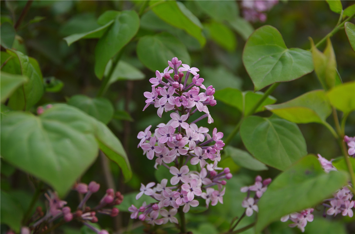 【行行摄摄】街头晨拍