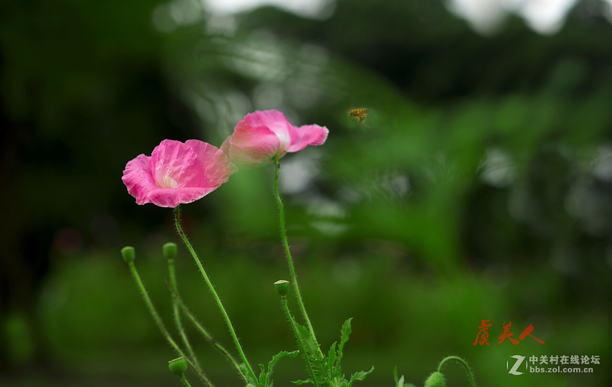 2016花事如期————虞美人