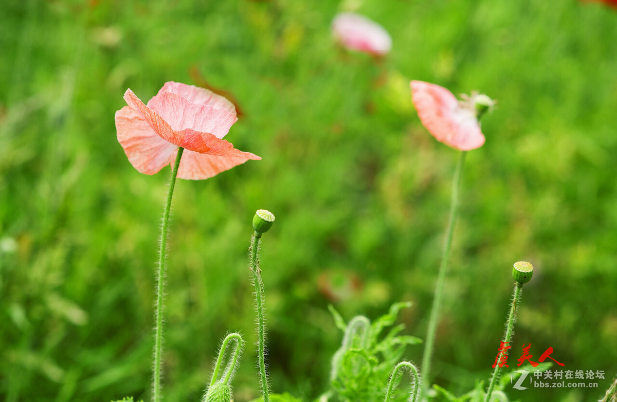 2016花事如期————虞美人