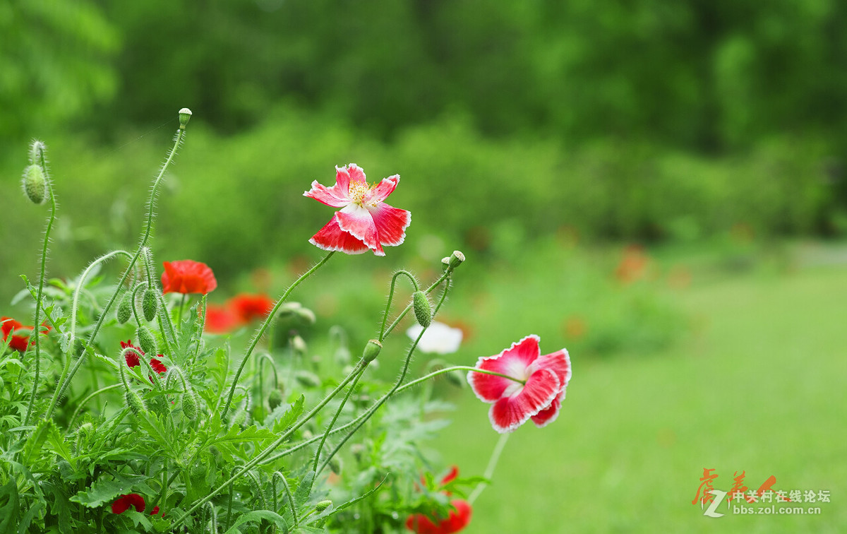 2016花事如期————虞美人