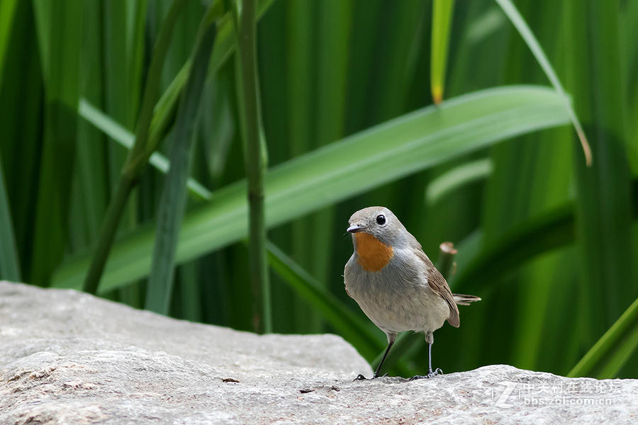 一对红喉[姬]鹟
