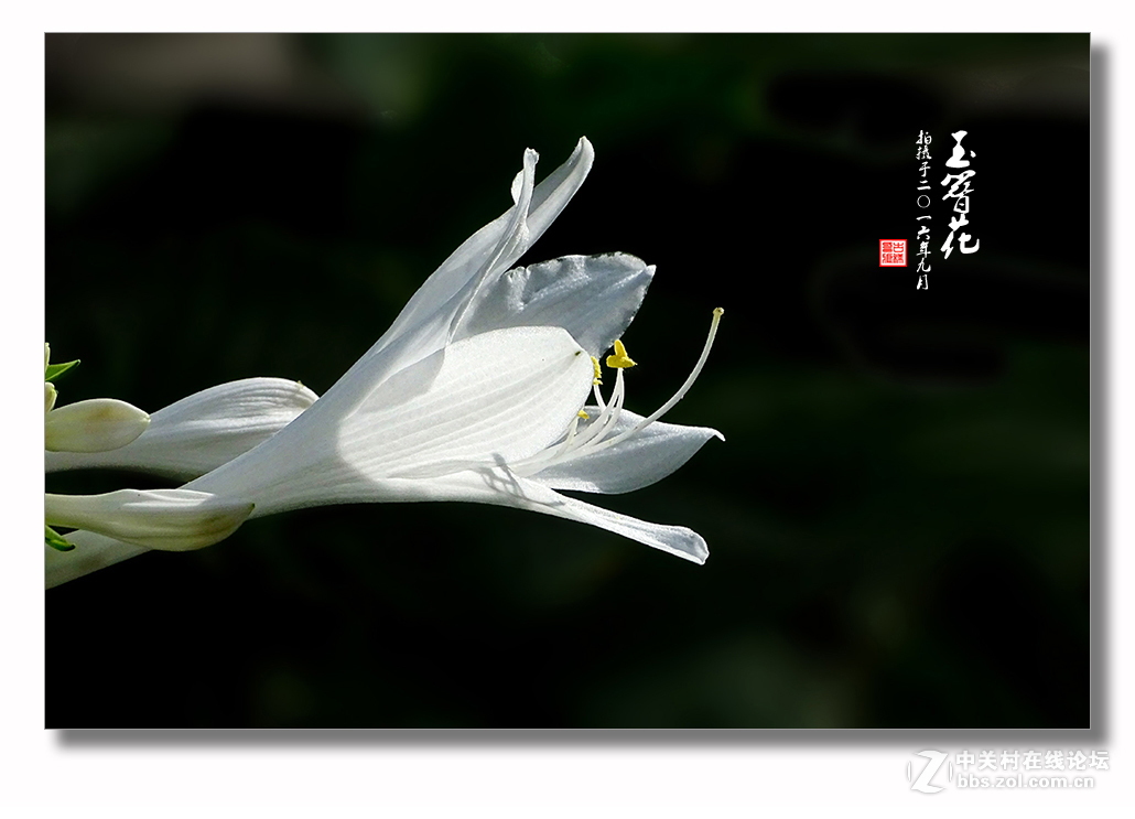 【 玉簪花 】
