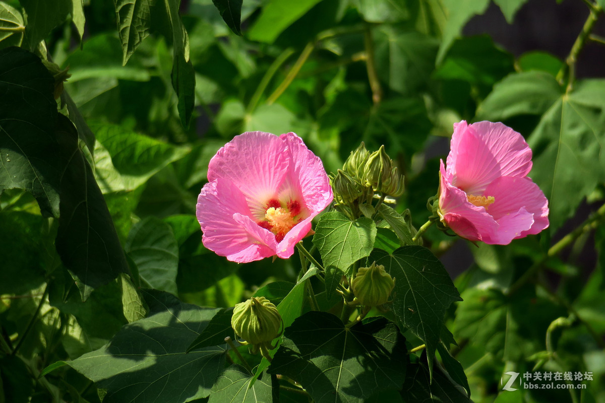 芙蓉花