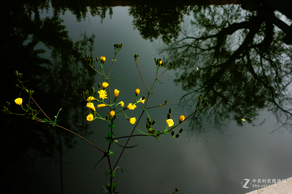 市场上的花