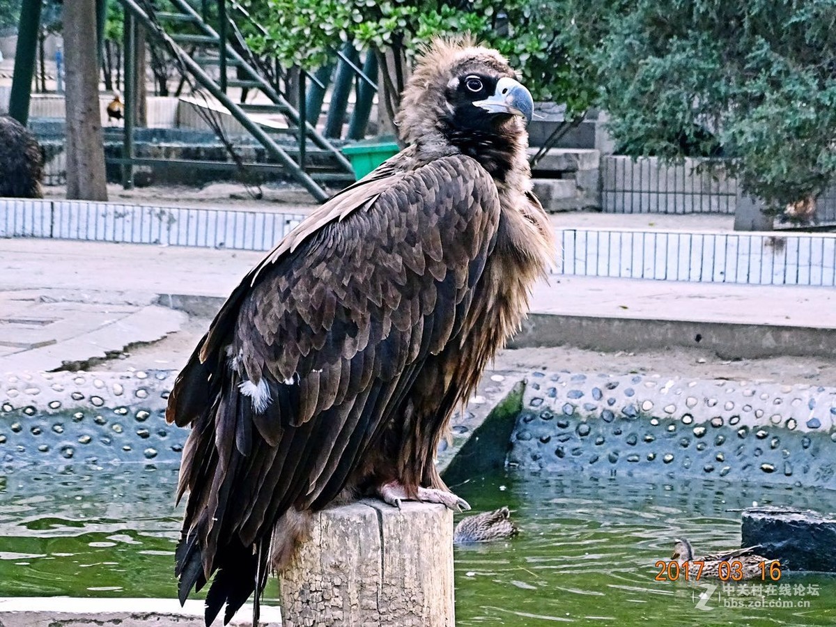草原雄鹰