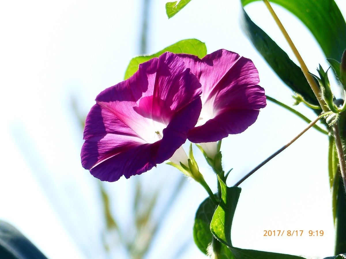 一组喇叭花