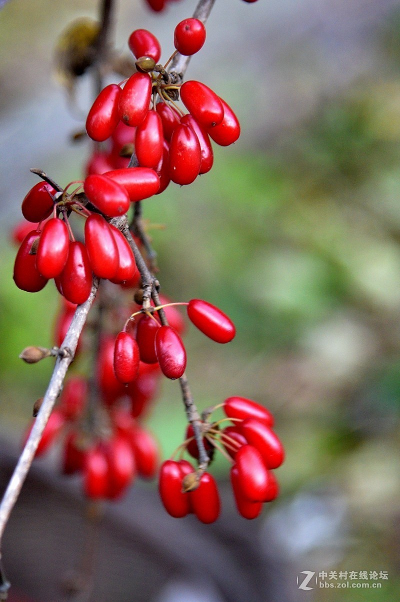 红红的山茱萸果