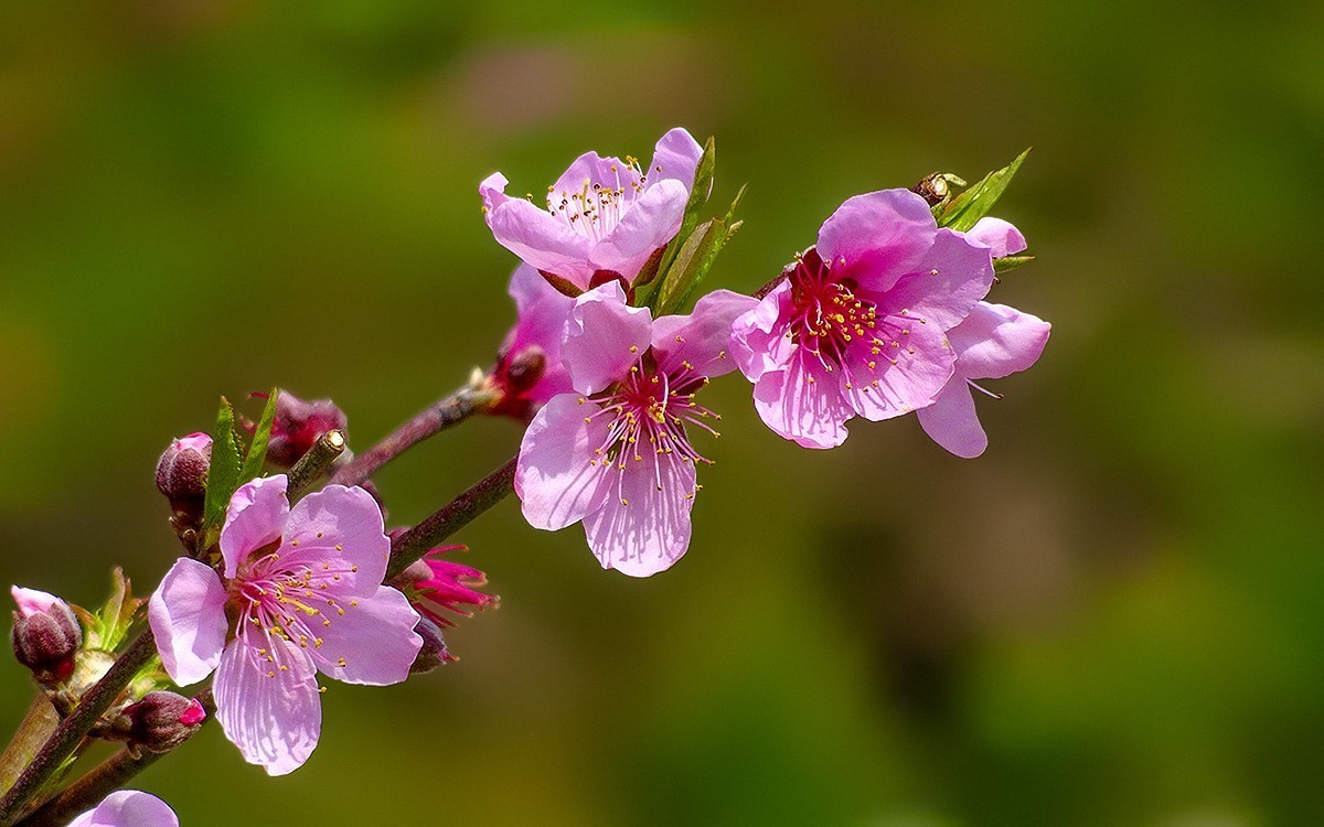 连平的鹰嘴桃花