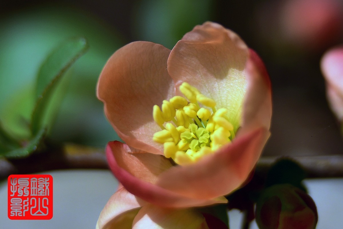 700-200F/2.8G老山小区花卉铁杆海棠