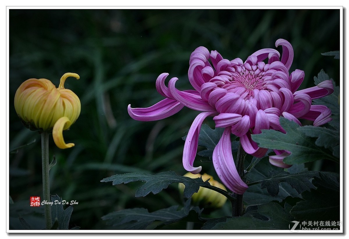 #版主坐堂#小五星空(中国)2018年十一月精品荟萃