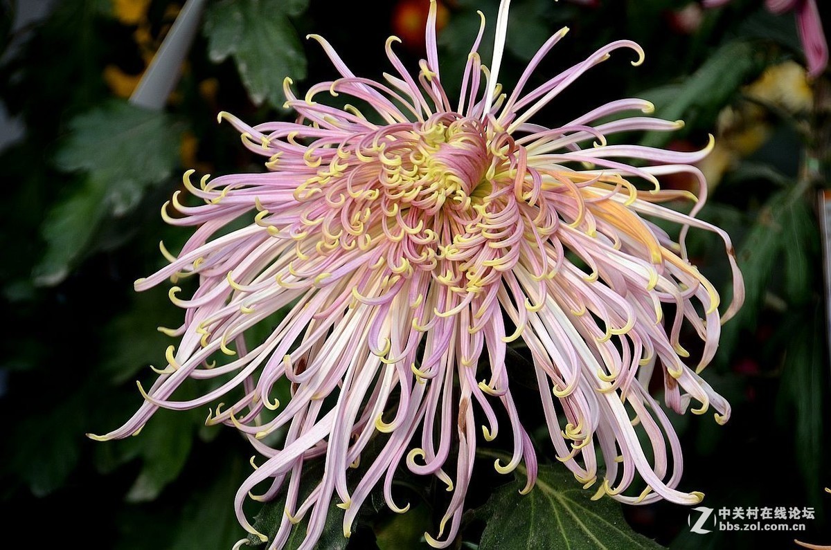 #版主坐堂#小五星空(中国)2018年十一月精品荟萃