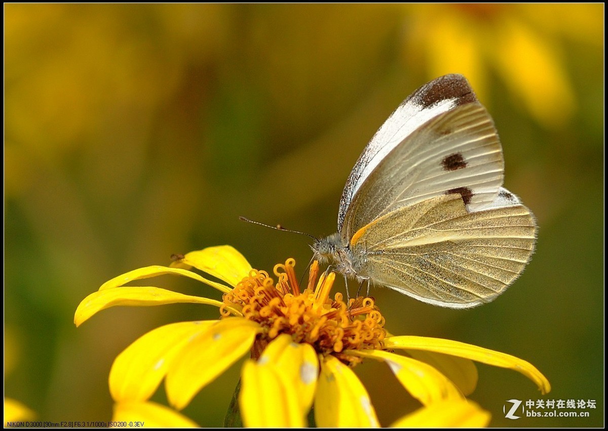 #版主坐堂#小五星空(中国)2018年十一月精品荟萃