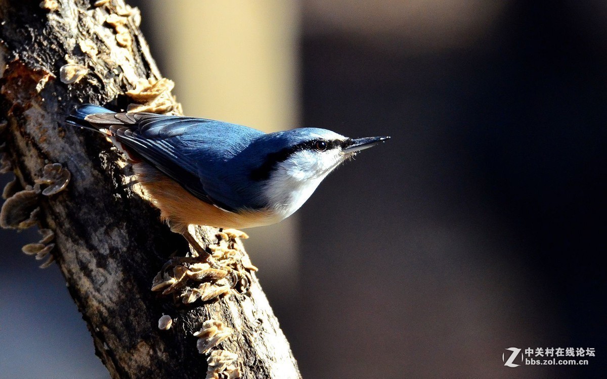 #版主坐堂#小五星空(中国)2018年十一月精品荟萃