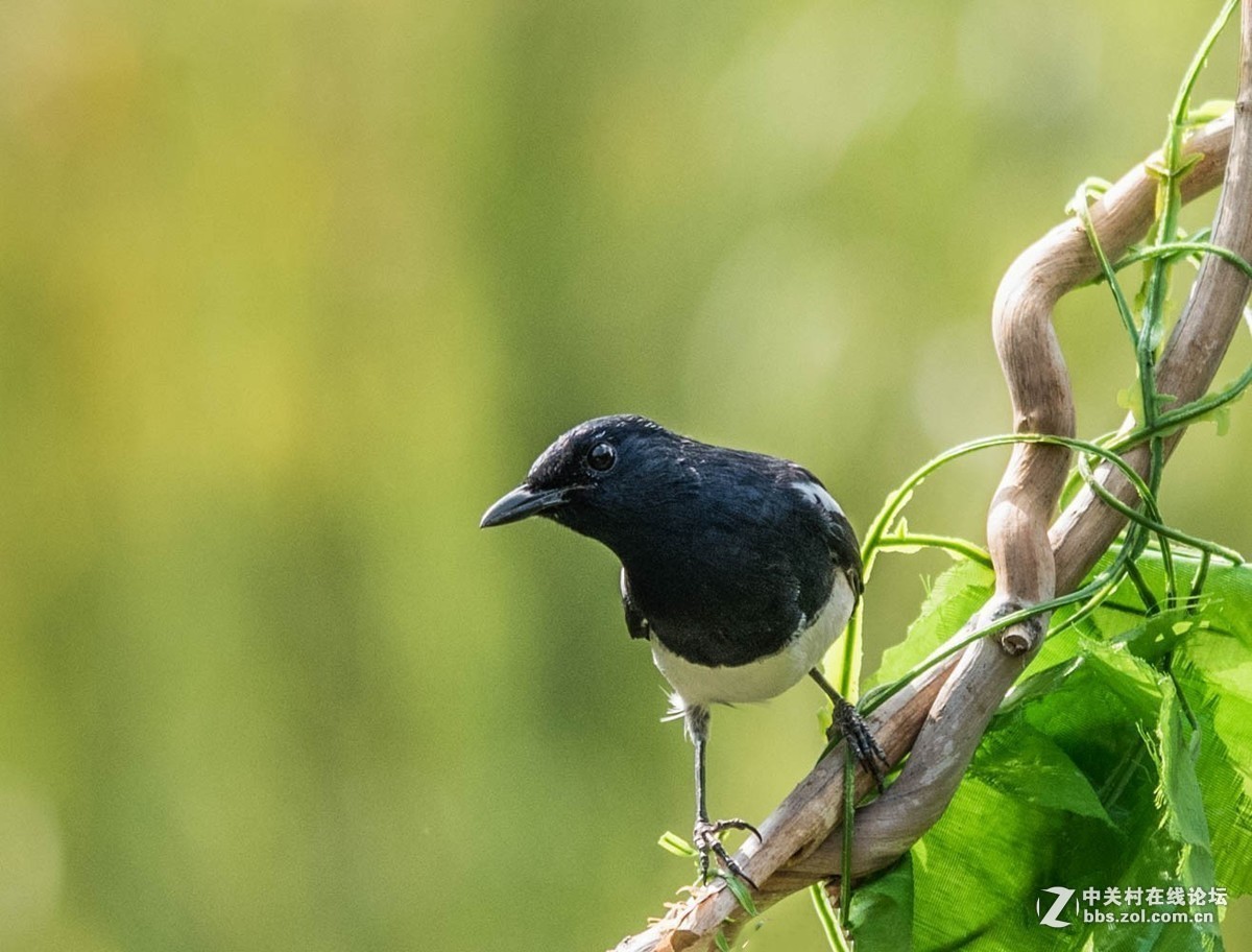 #版主坐堂#小五星空(中国)2018年十一月精品荟萃