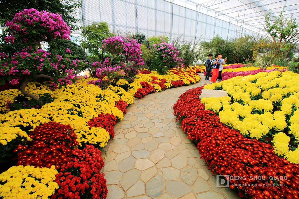 2015京东燕郊植物园金秋花卉展