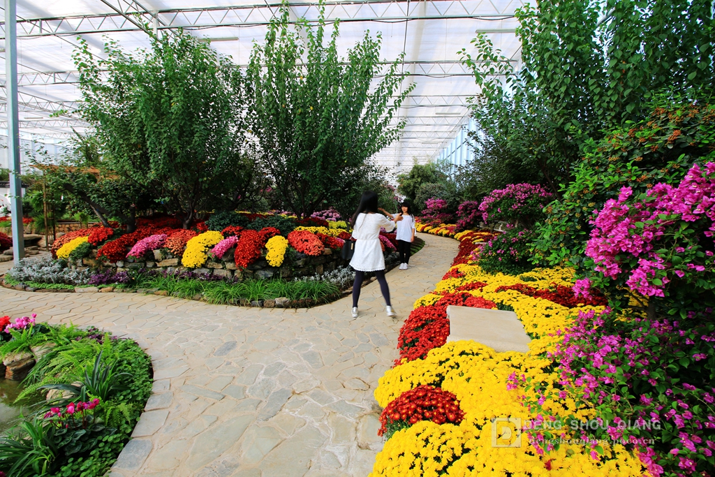 2015京东燕郊植物园金秋花卉展
