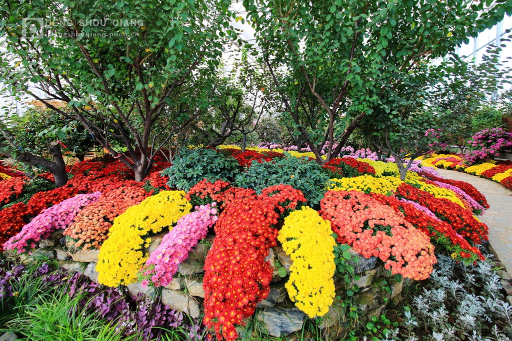 2015京东燕郊植物园金秋花卉展