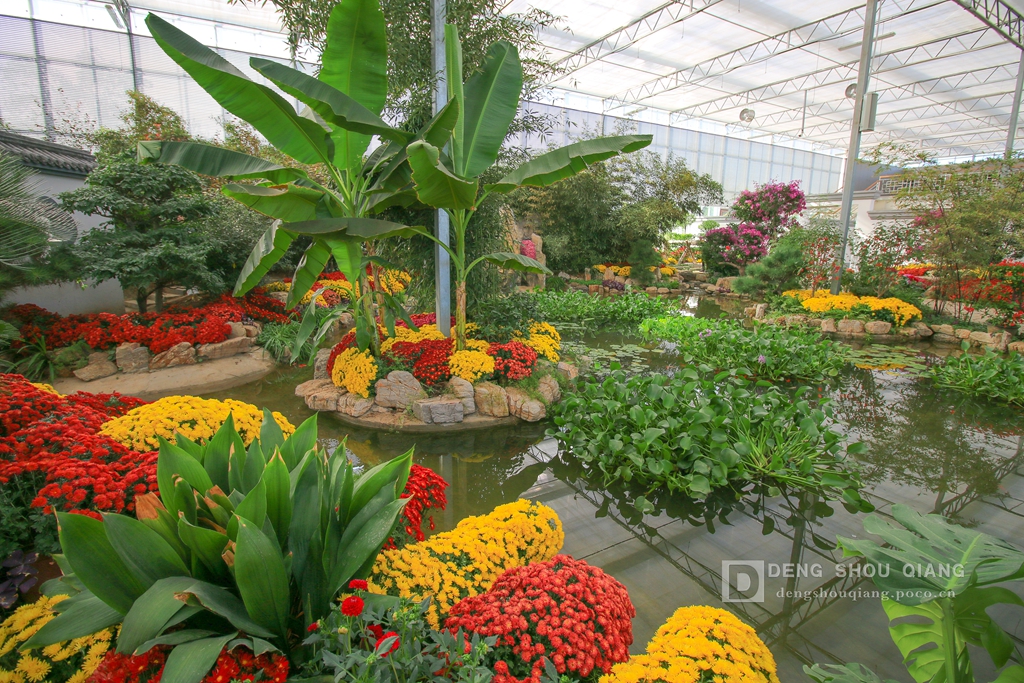 2015京东燕郊植物园金秋花卉展