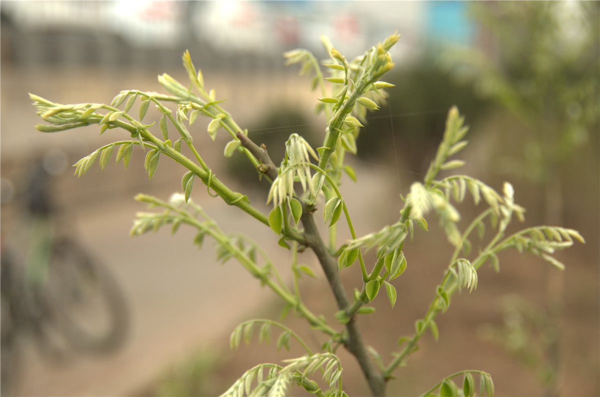 【行行摄摄】街头晨拍