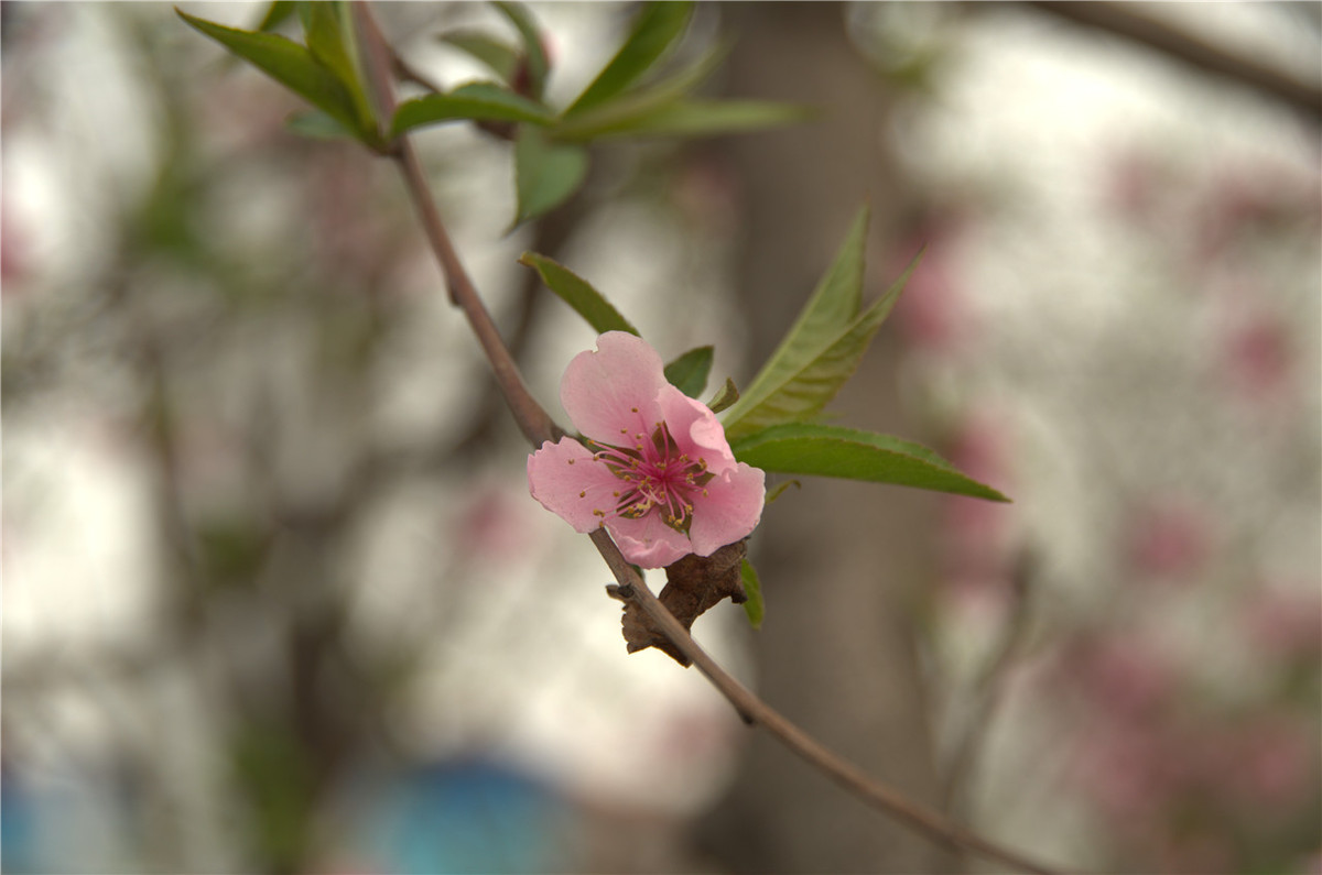 【行行摄摄】街头晨拍