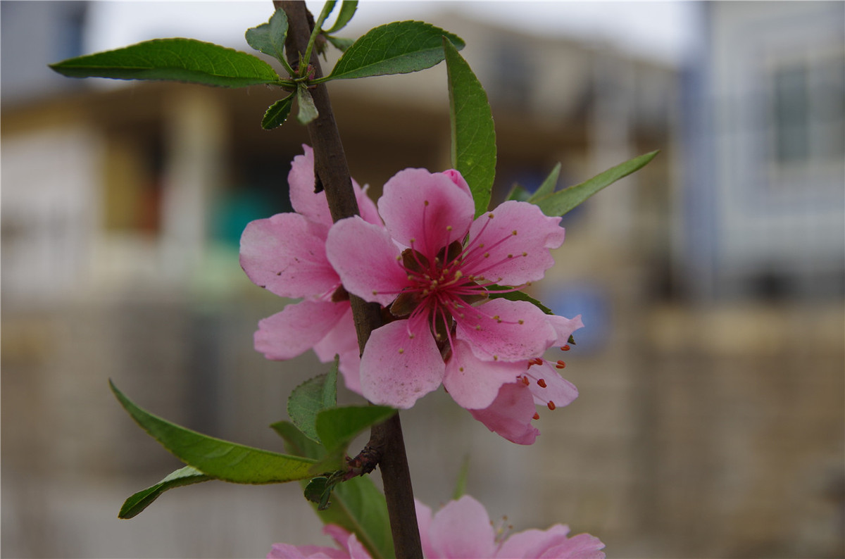 【行行摄摄】街头晨拍