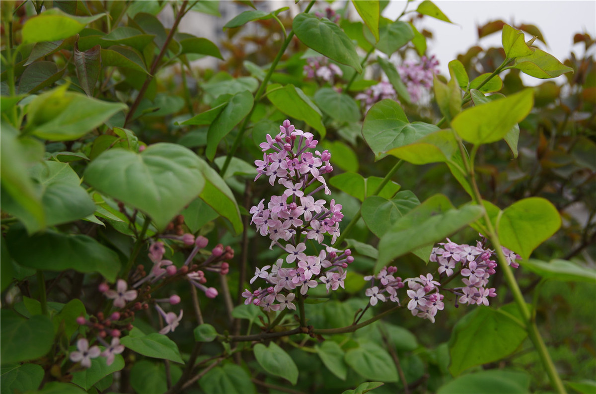 【行行摄摄】街头晨拍
