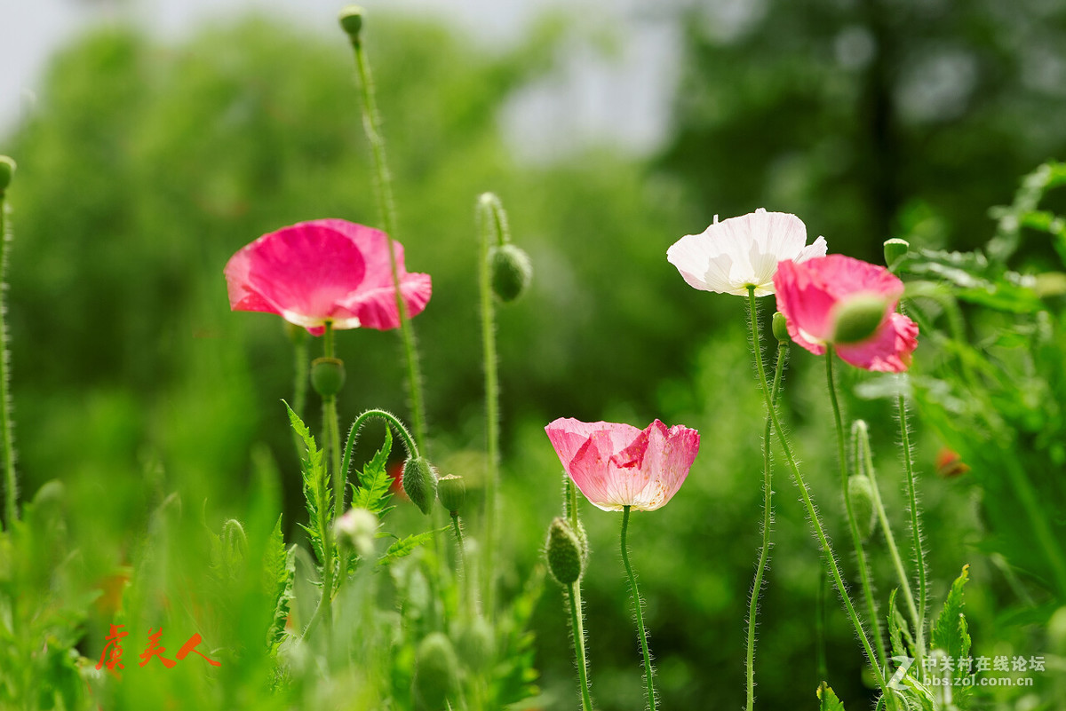 2016花事如期————虞美人