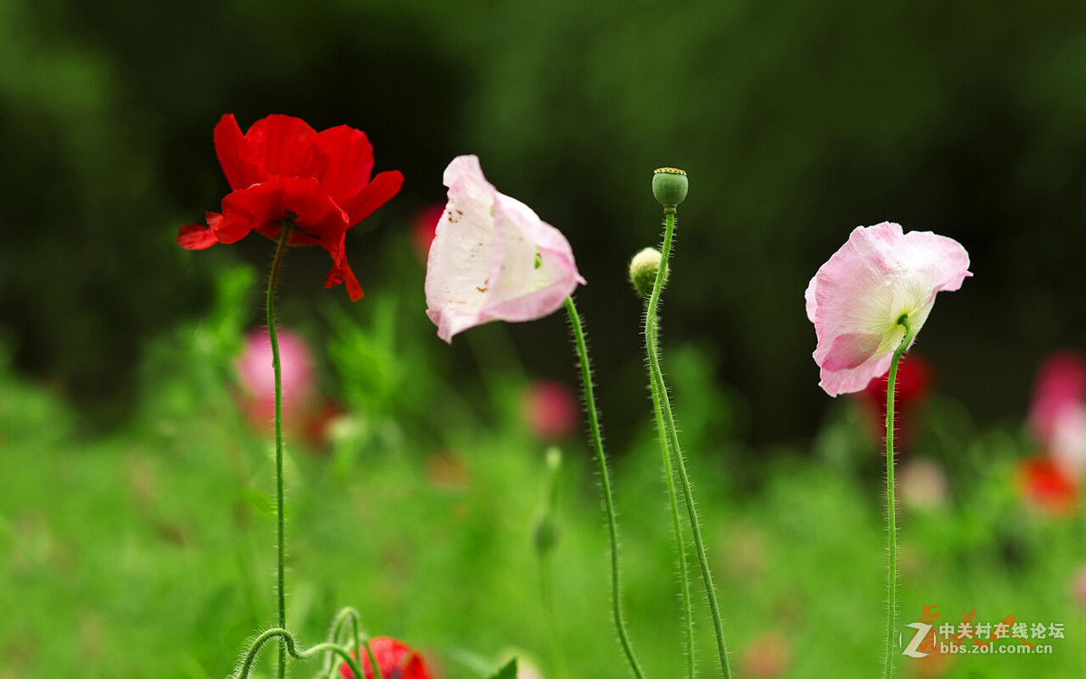 2016花事如期————虞美人