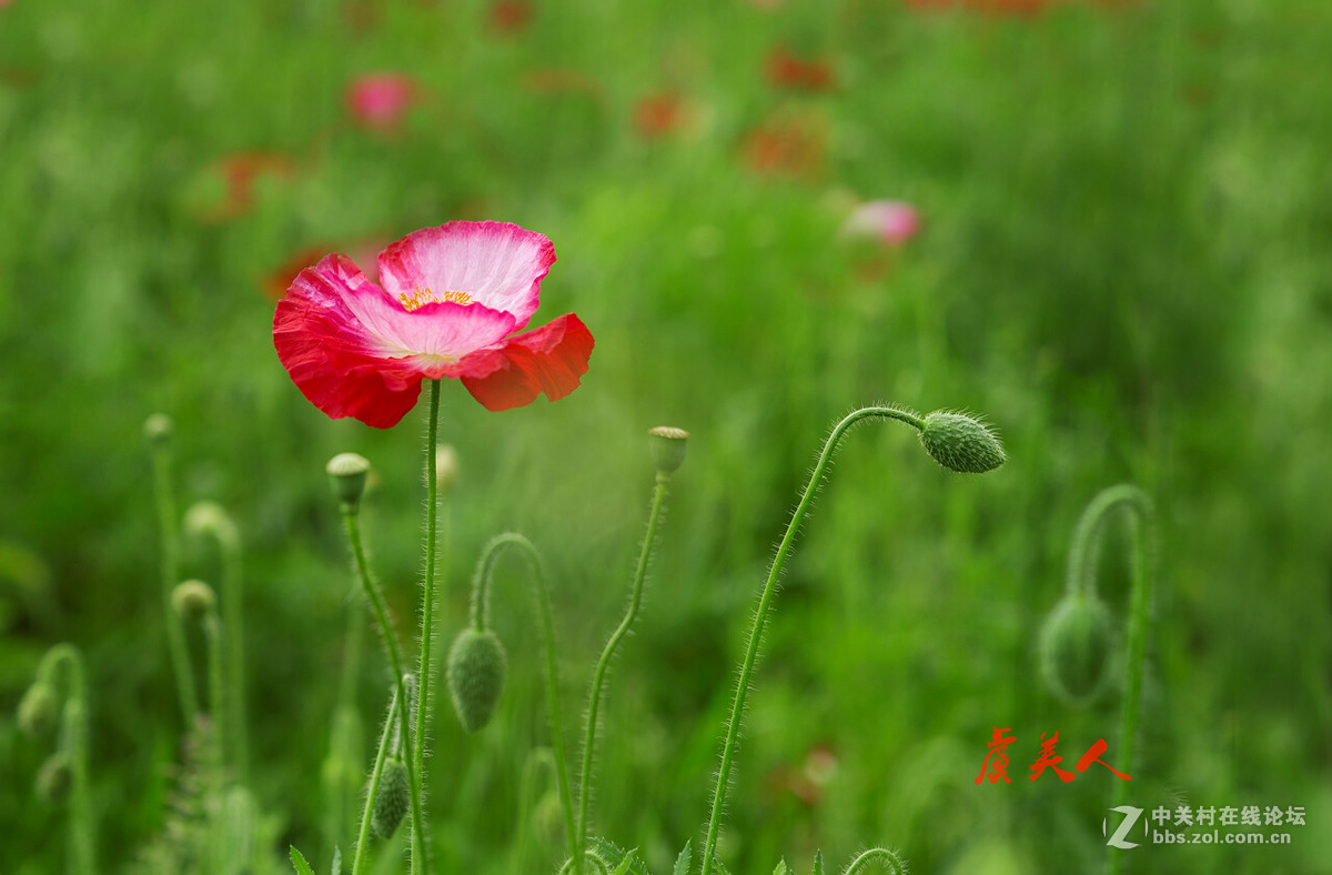 2016花事如期————虞美人