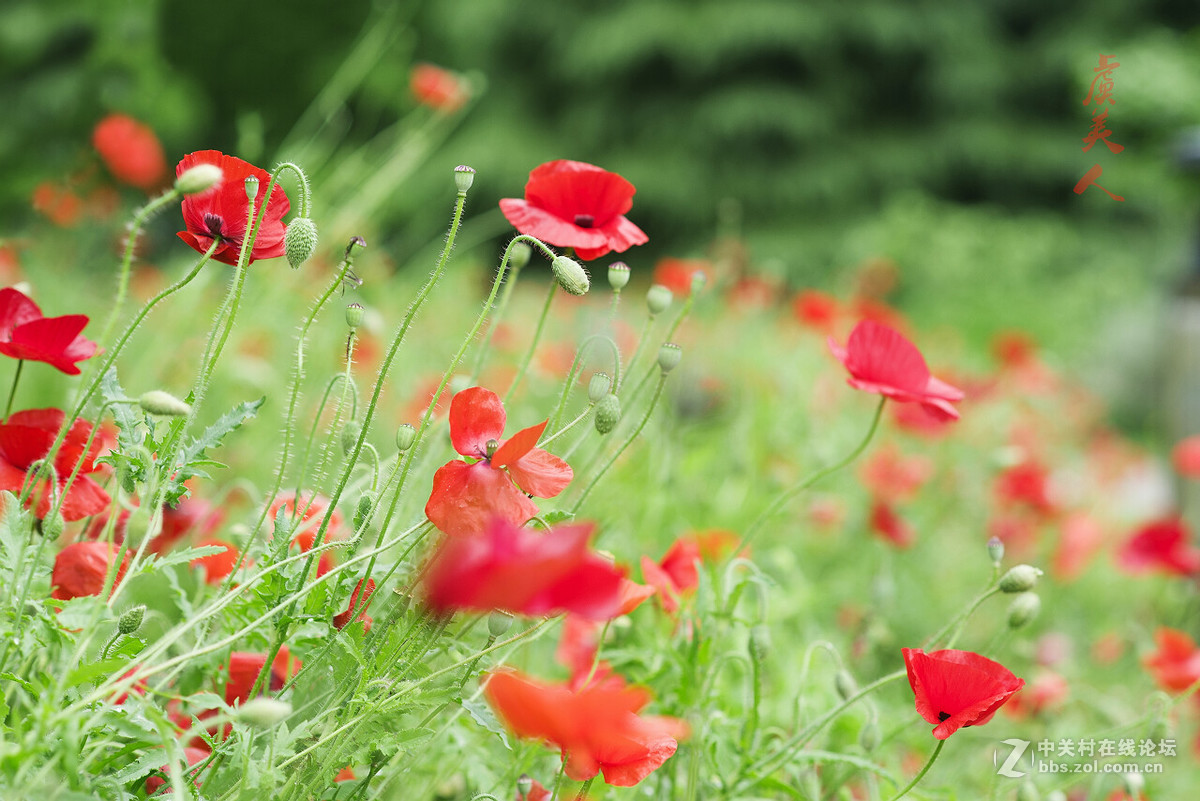 2016花事如期————虞美人