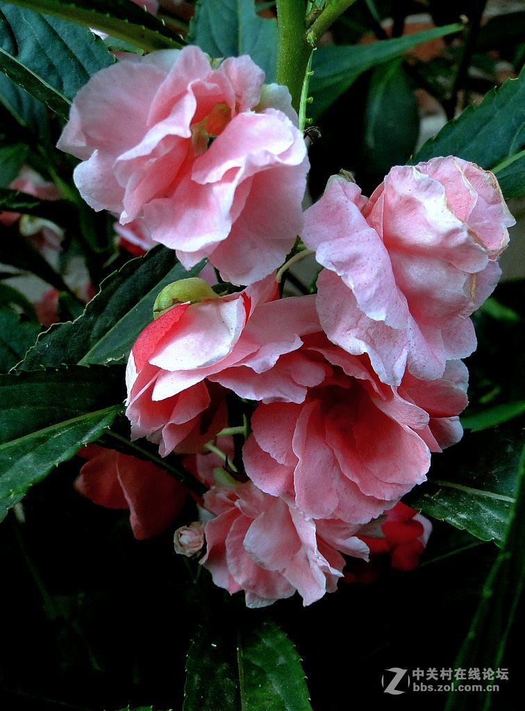 指甲草花