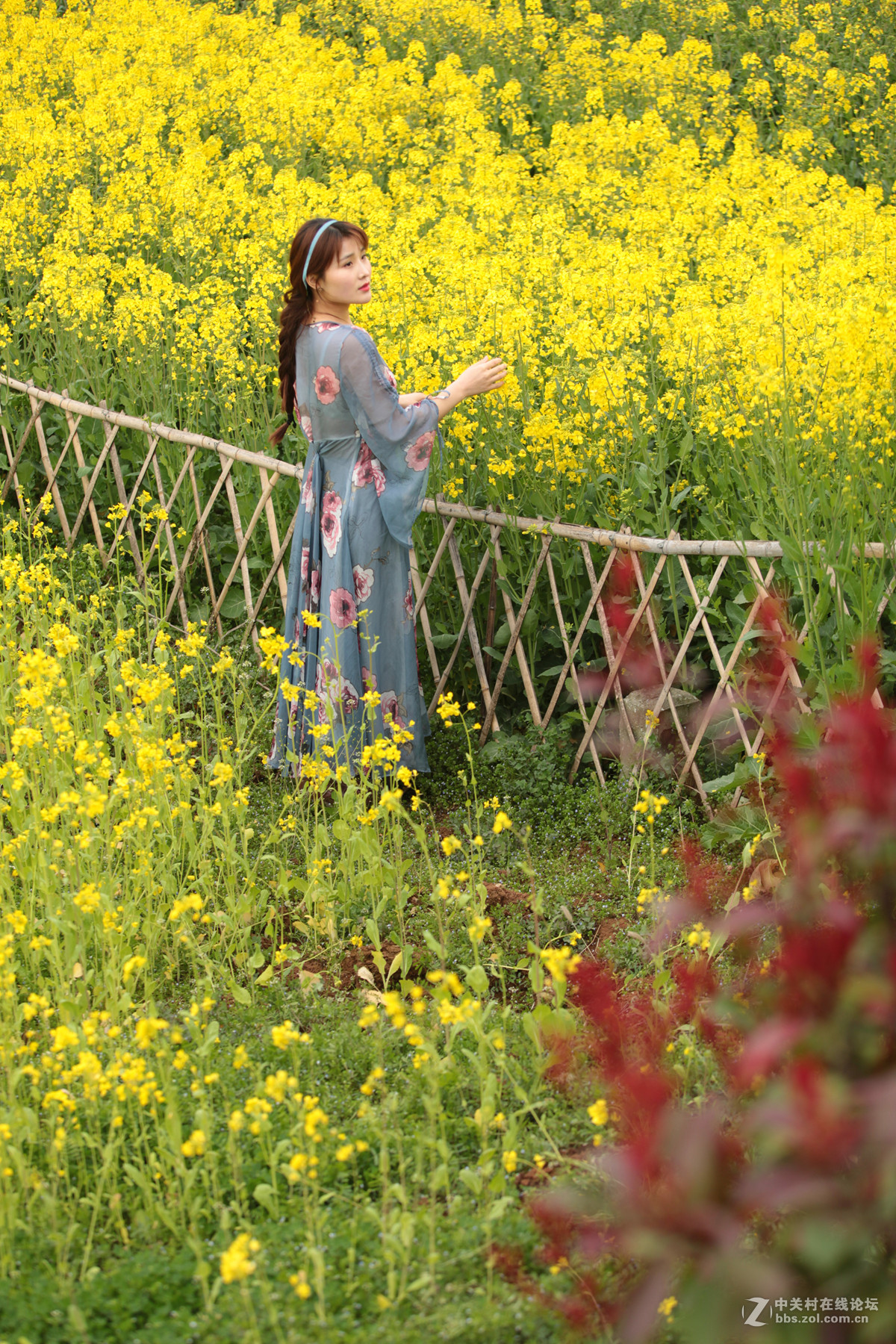 油菜花海美如画少女篱笆好景色