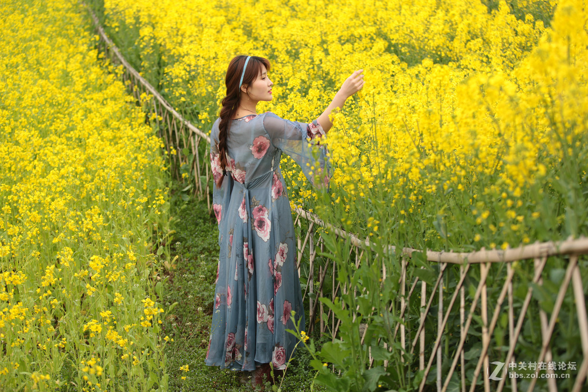 油菜花海美如画少女篱笆好景色