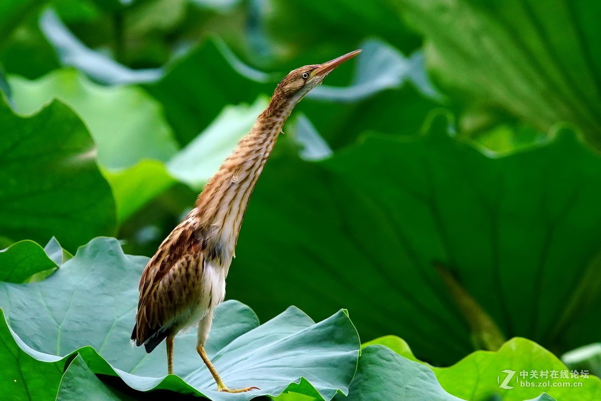 20170728_农展馆.栗苇鳽-中关村在线摄影论坛